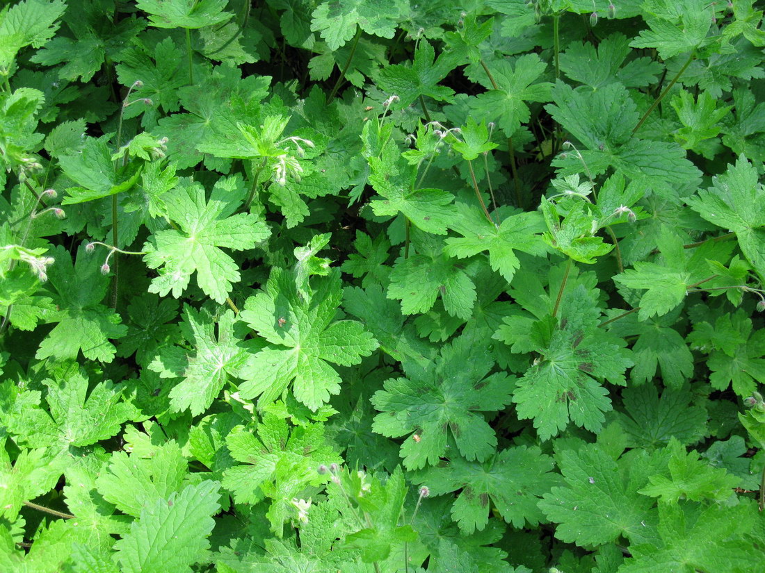 Изображение особи Geranium phaeum.