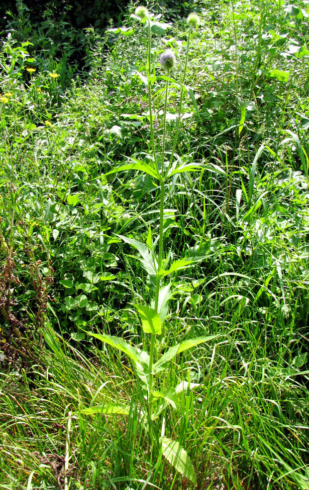 Image of Dipsacus gmelinii specimen.