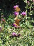 Cirsium serrulatum