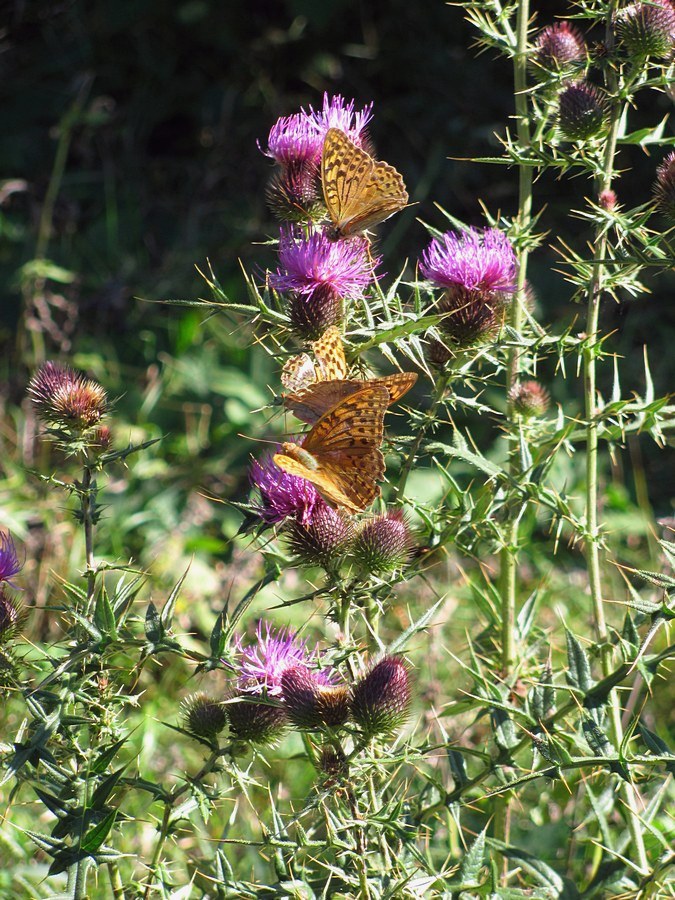 Image of Cirsium serrulatum specimen.