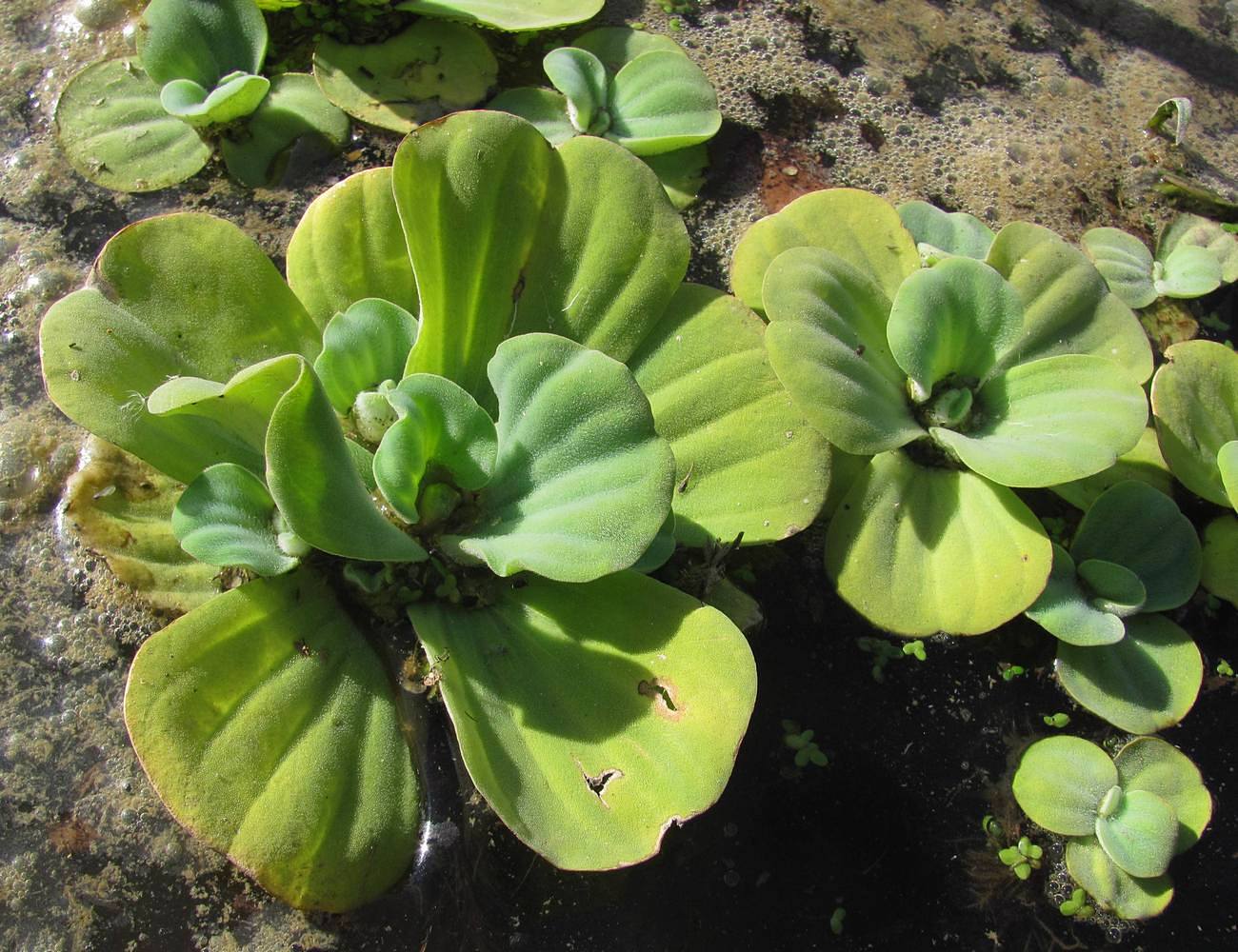 Изображение особи Pistia stratiotes.