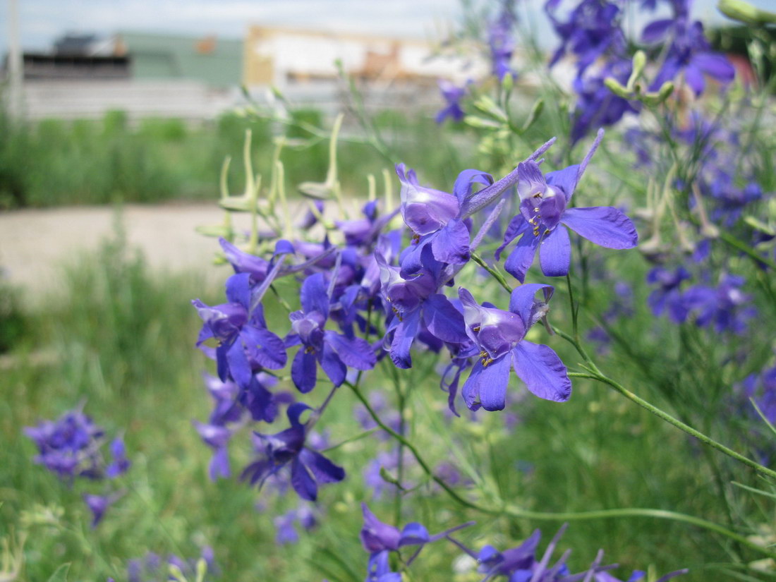 Image of Delphinium consolida specimen.