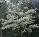 Castanea sativa. Крона молодого дерева ('Variegata'). Нидерланды, г. Venlo, \"Floriada 2012\". 11.09.2012.