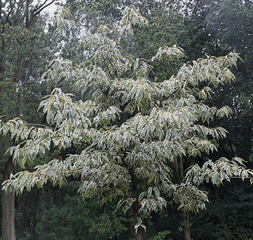 Image of Castanea sativa specimen.