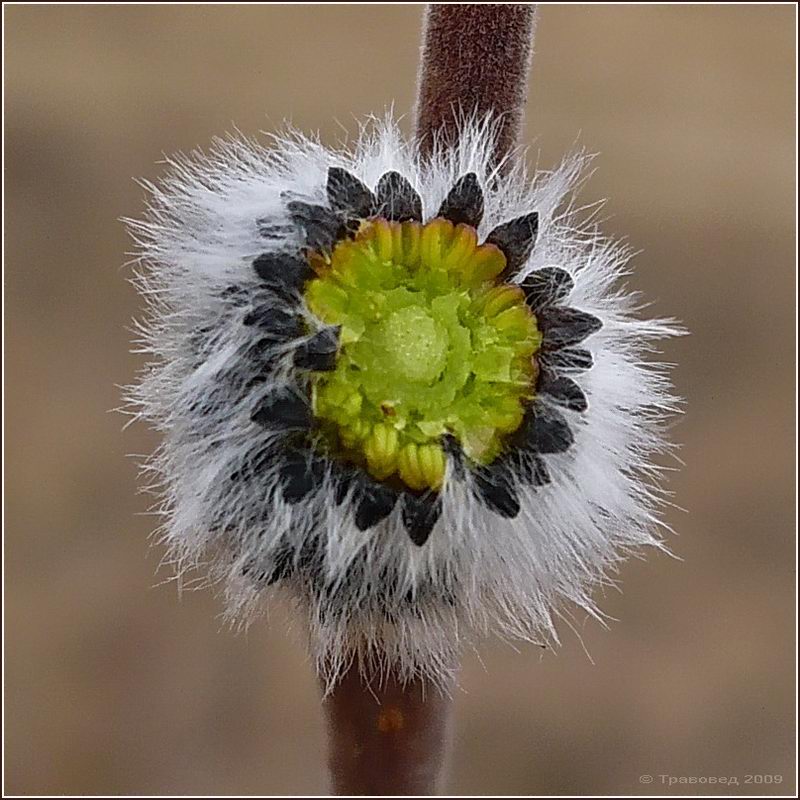 Image of Salix cinerea specimen.