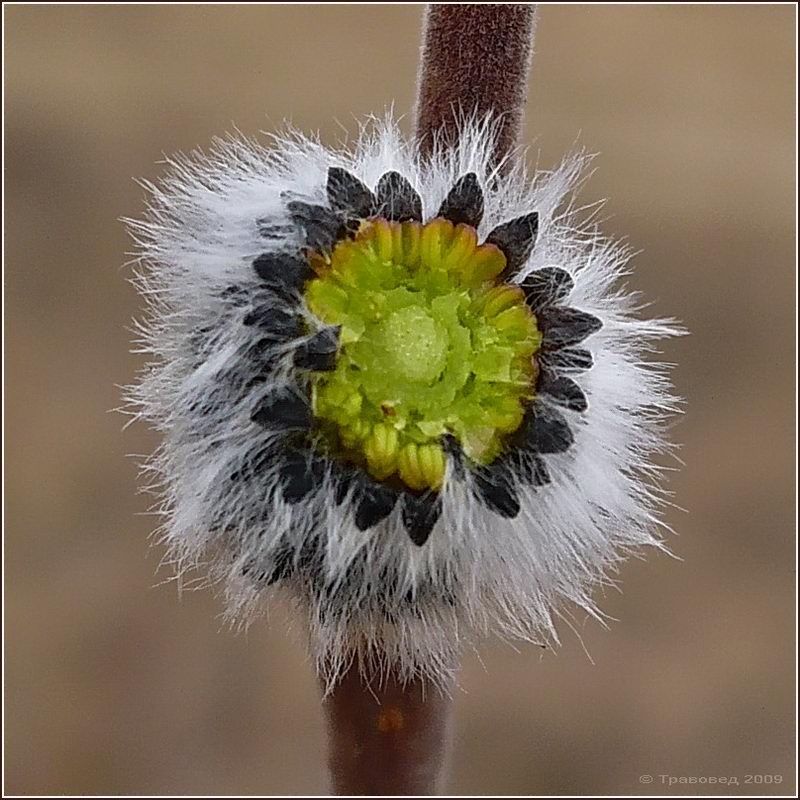 Изображение особи Salix cinerea.