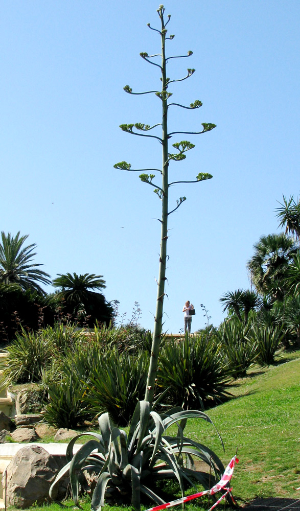 Image of Agave americana specimen.