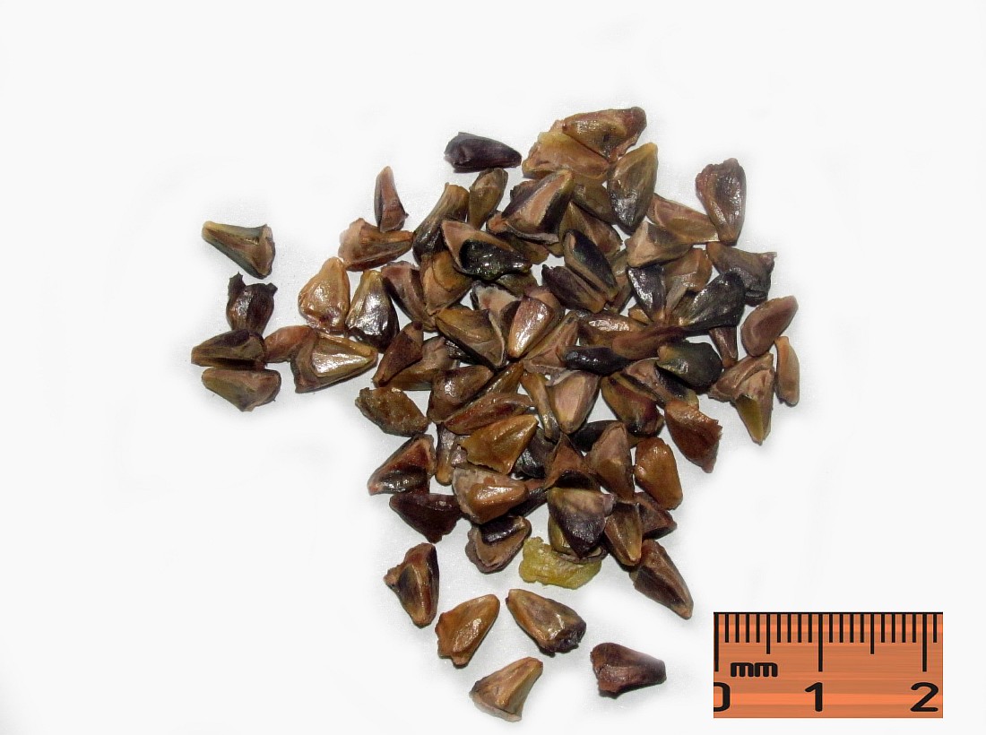 Image of Abies fraseri specimen.