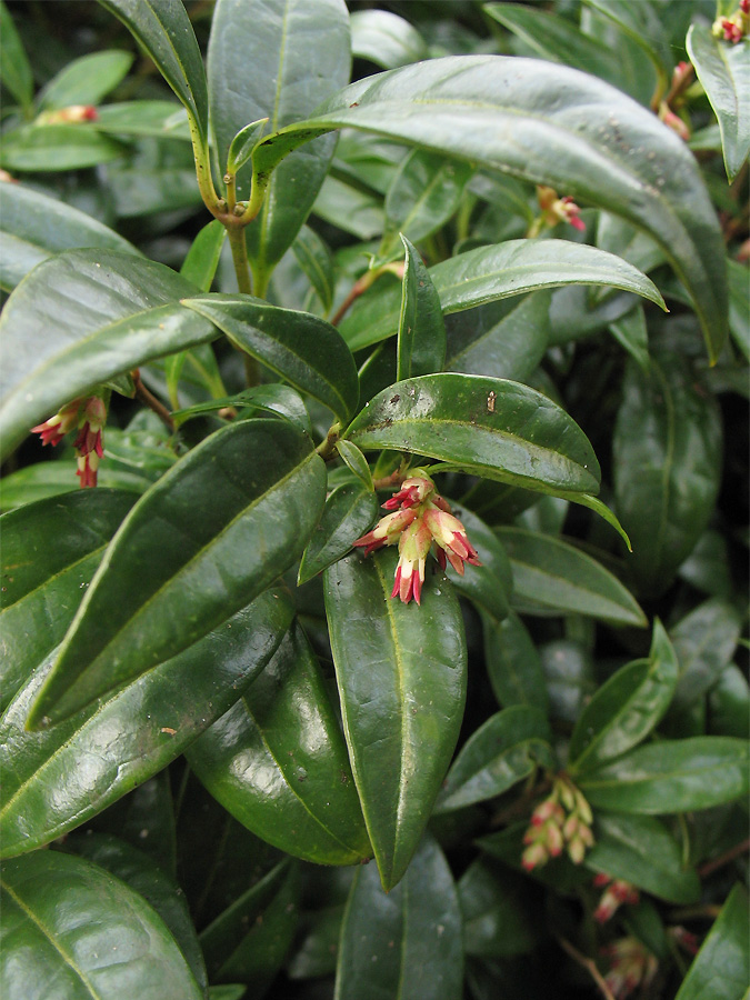 Image of Sarcococca hookeriana var. digyna specimen.