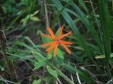 Lychnis fulgens