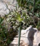 Allium meronense. Соплодие. Israel, Upper Galilee. Апрель 2008 г.