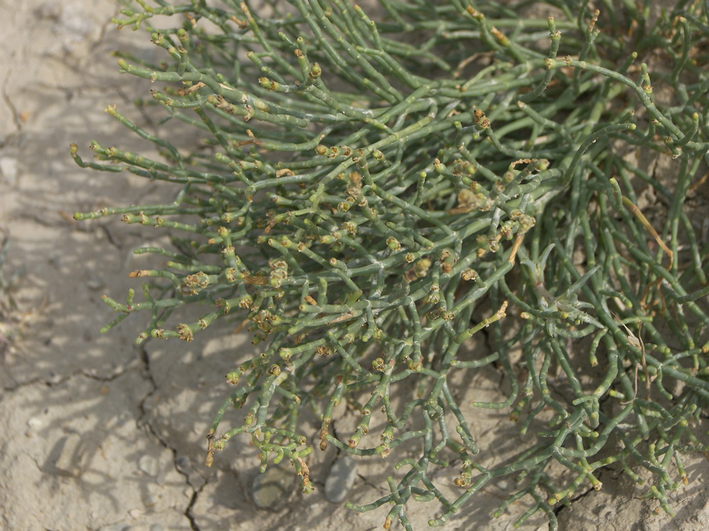 Image of Anabasis salsa specimen.
