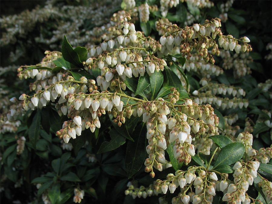 Image of Pieris japonica specimen.