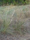 Stipa capillata