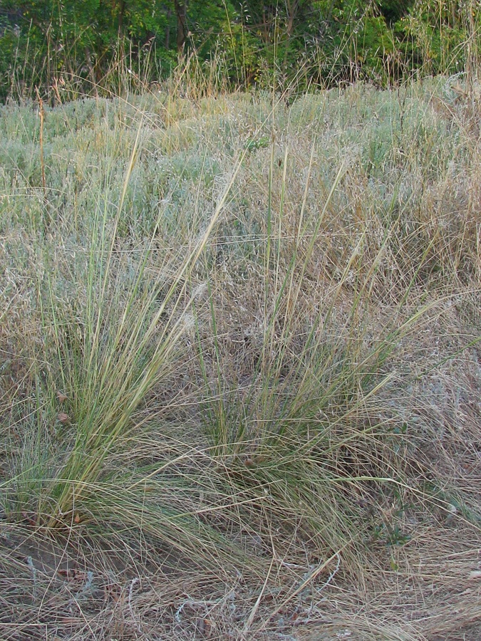 Изображение особи Stipa capillata.