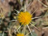 Centaurea solstitialis