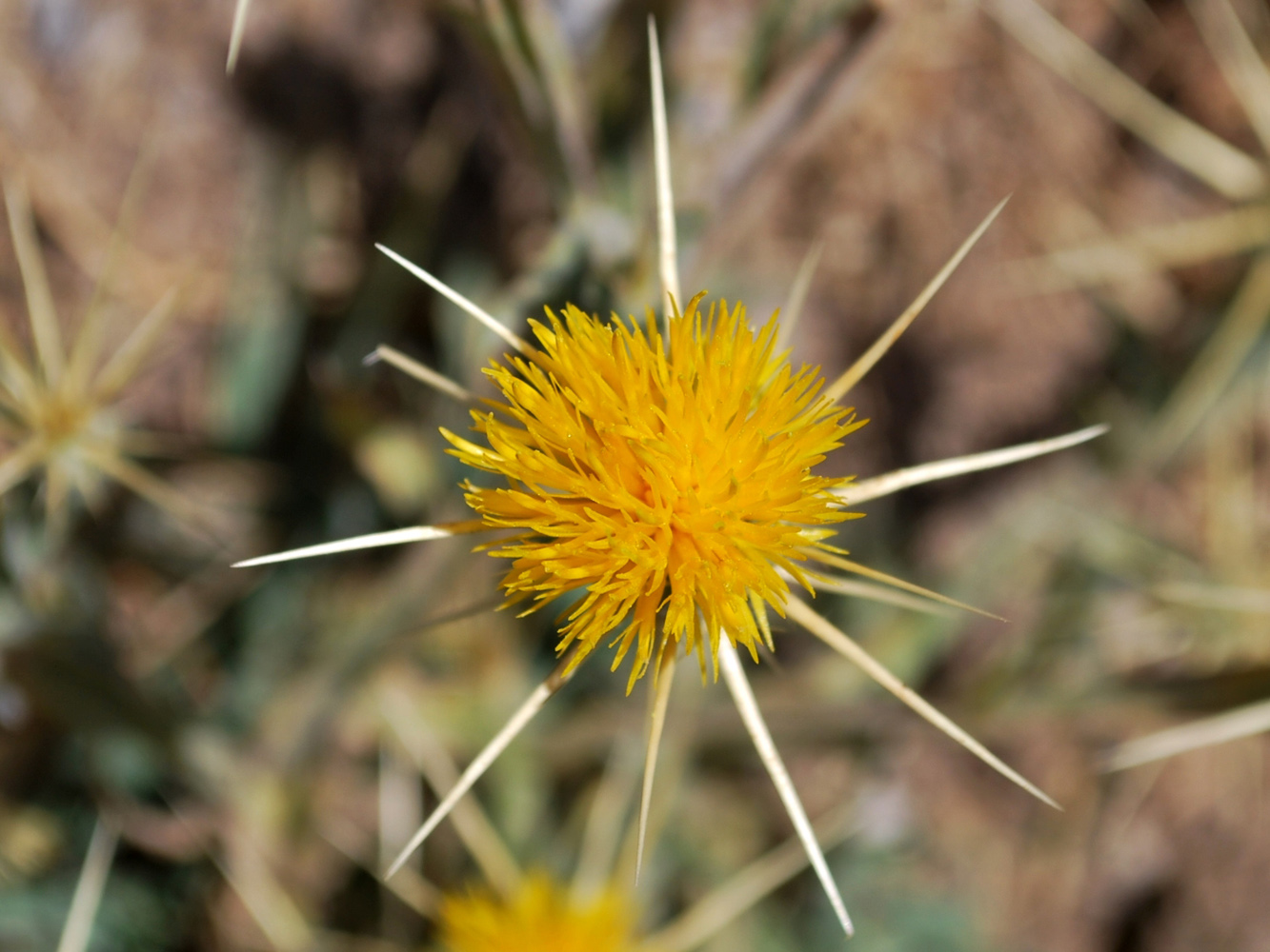 Image of Centaurea solstitialis specimen.