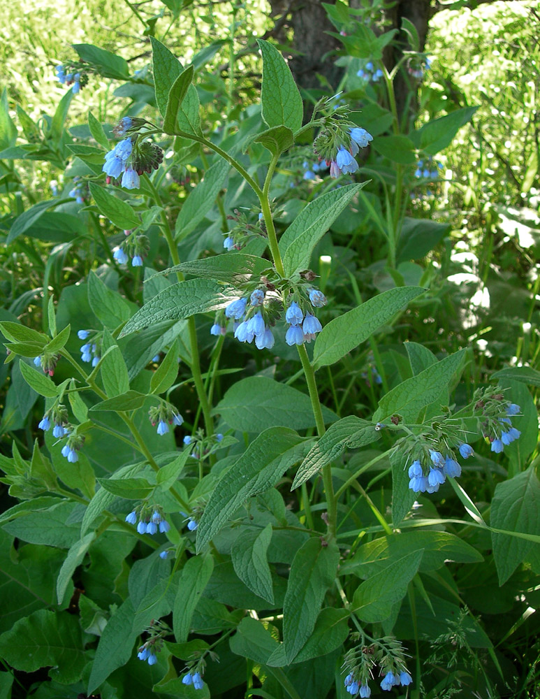 Изображение особи Symphytum caucasicum.