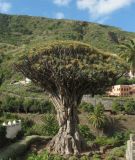 Dracaena draco. Самое старое из ныне живущих драконовых деревьев (высота 17 м, возраст около 400 лет). Испания, Канарские острова, Тенерифе, парк в городе Икод де лос Винос (Icod de los Vinos). 9 марта 2008 г.