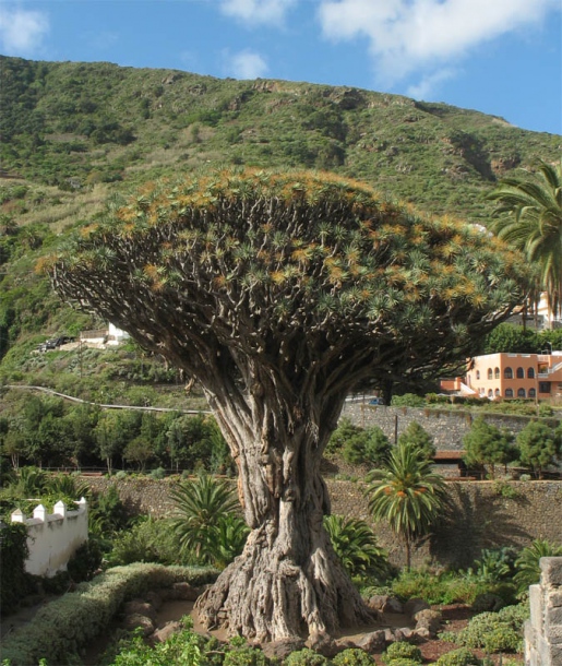 Image of Dracaena draco specimen.