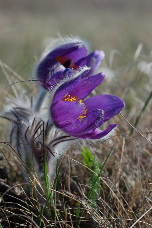 Изображение особи Pulsatilla taurica.