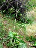 Phlomoides brachystegia