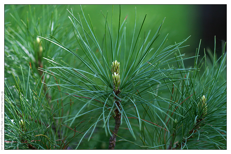Image of Pinus peuce specimen.
