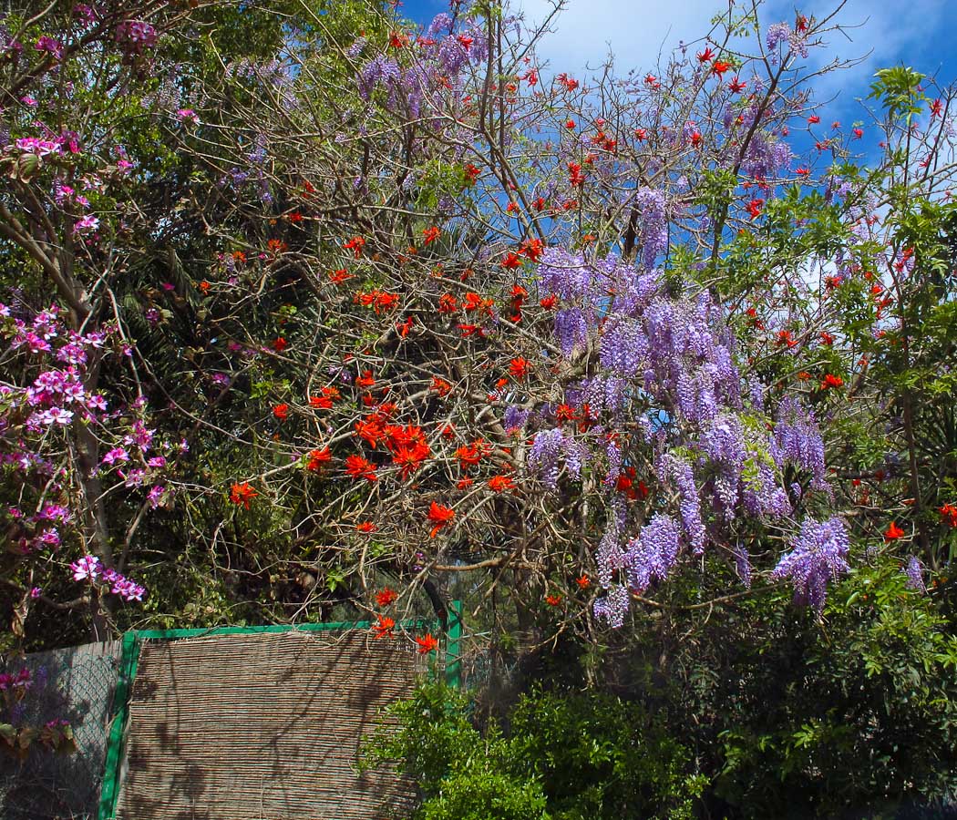 Изображение особи Wisteria sinensis.