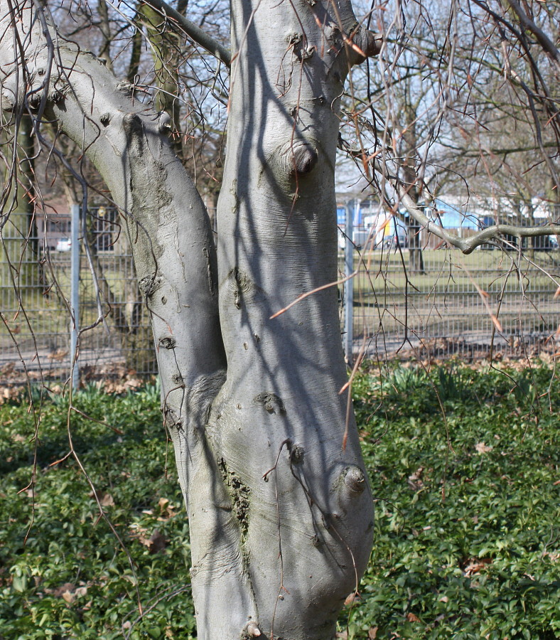 Image of Fagus sylvatica specimen.