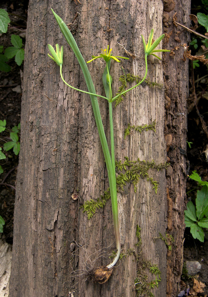 Изображение особи Gagea lutea.