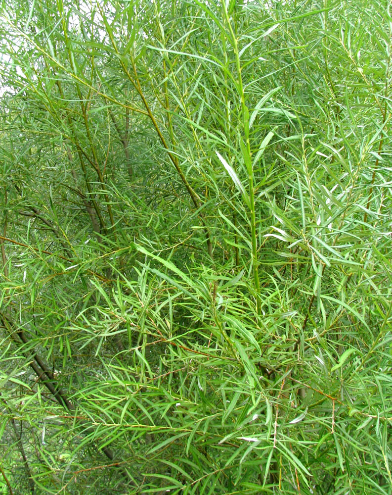 Изображение особи Salix viminalis.