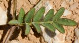 Astragalus callichrous