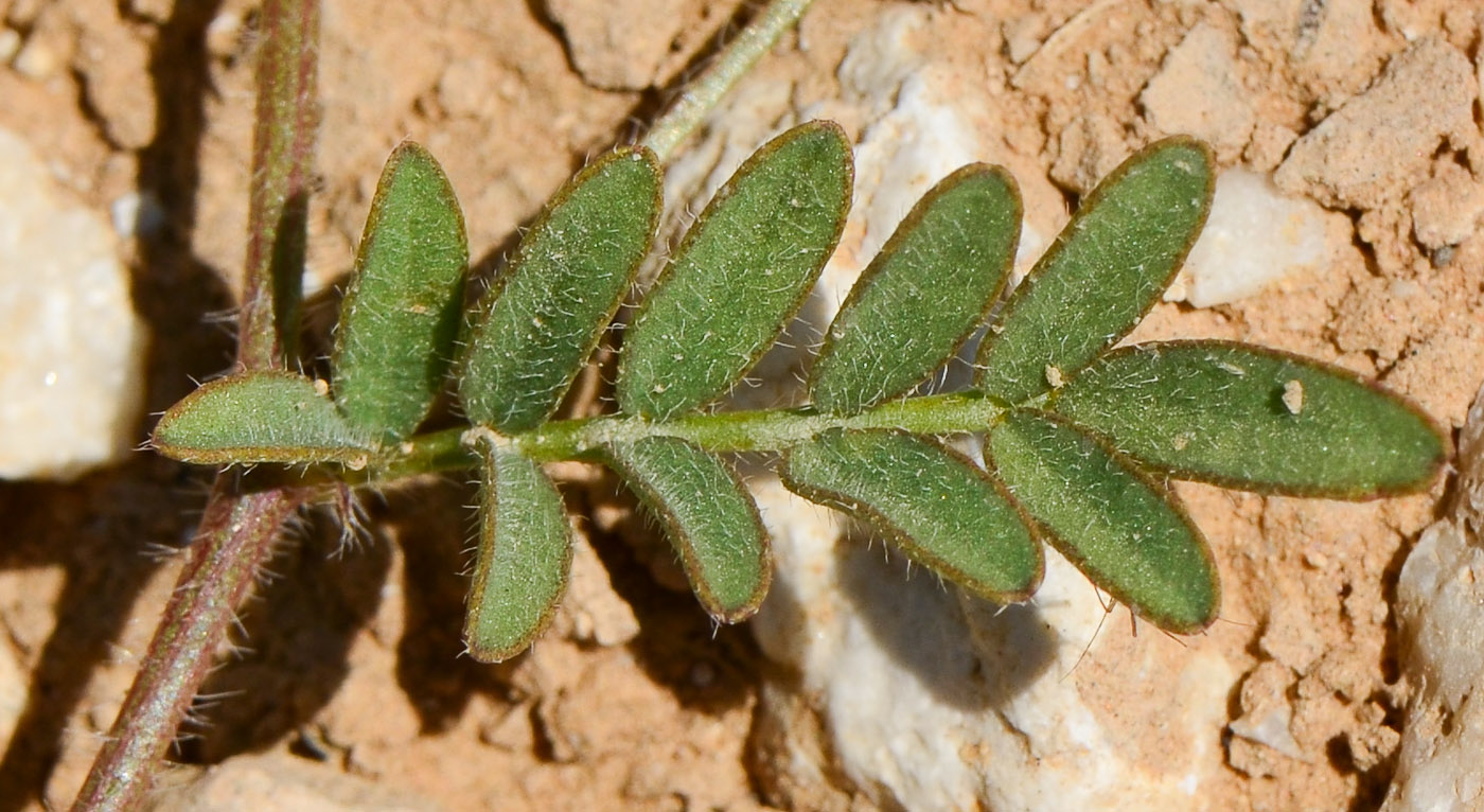 Изображение особи Astragalus callichrous.