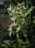 genus Corydalis