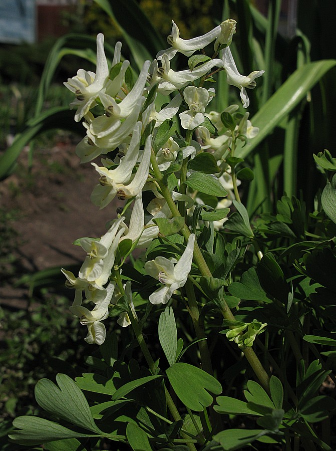 Image of genus Corydalis specimen.