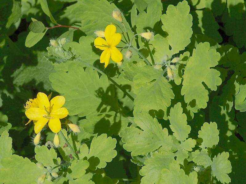 Изображение особи Chelidonium majus.