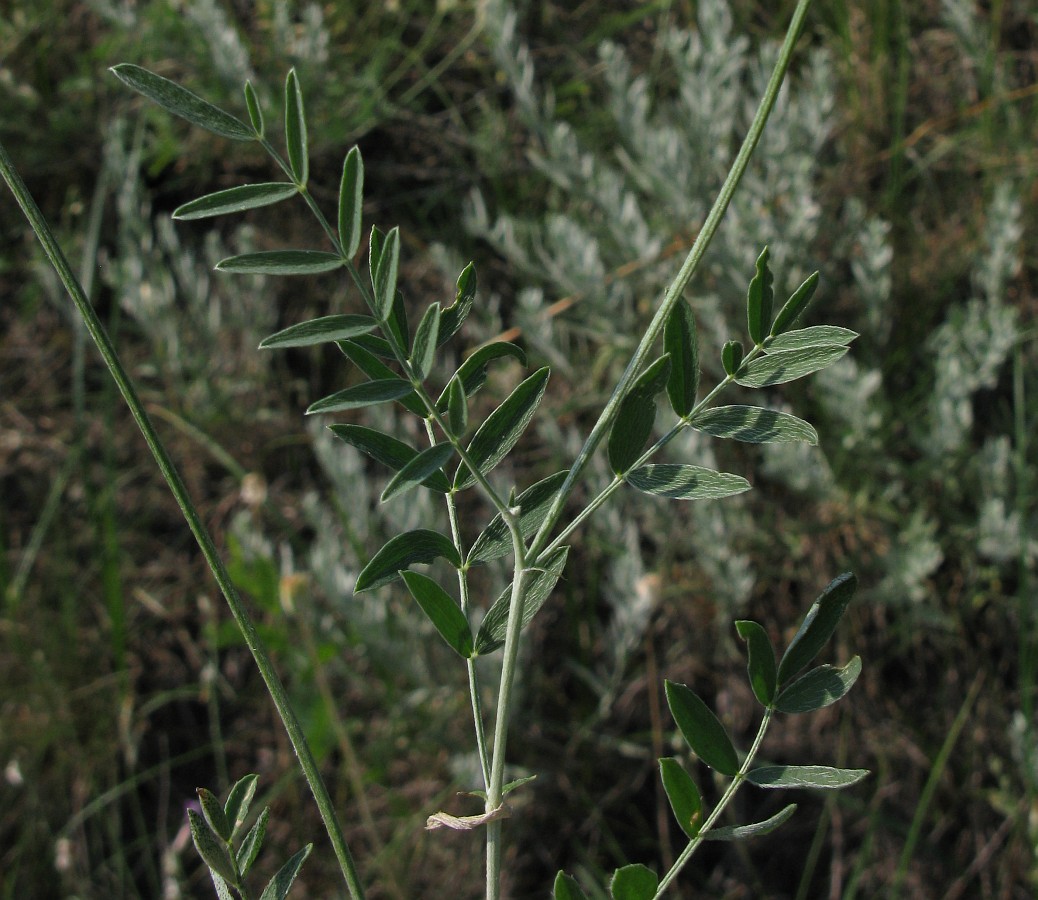 Изображение особи Astragalus pallescens.