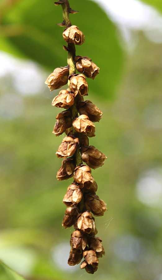Изображение особи Stachyurus praecox.