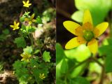 Saxifraga cymbalaria