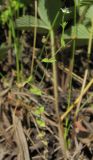Arenaria serpyllifolia. Цветущее растение. Татарстан, Бавлинский р-н, луг. 01.07.2013.