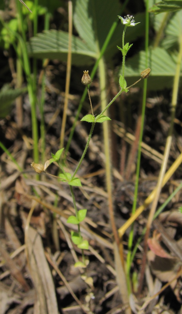 Image of Arenaria serpyllifolia specimen.