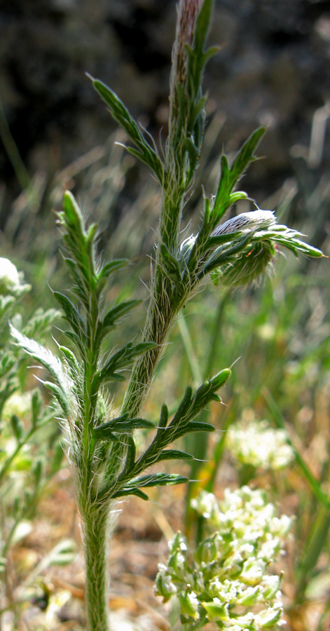 Image of Papaver minus specimen.