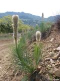 Asphodeline taurica