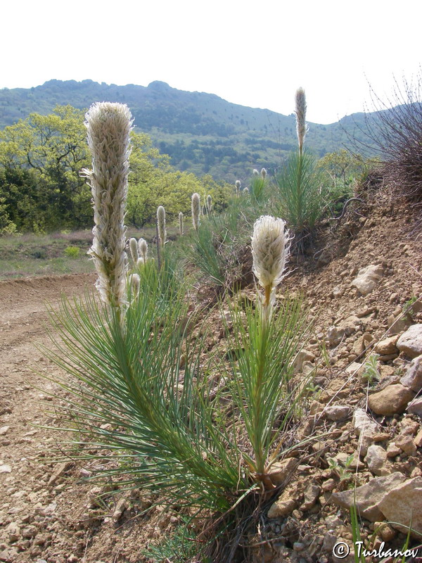 Изображение особи Asphodeline taurica.