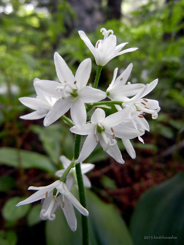 Image of Clintonia udensis specimen.