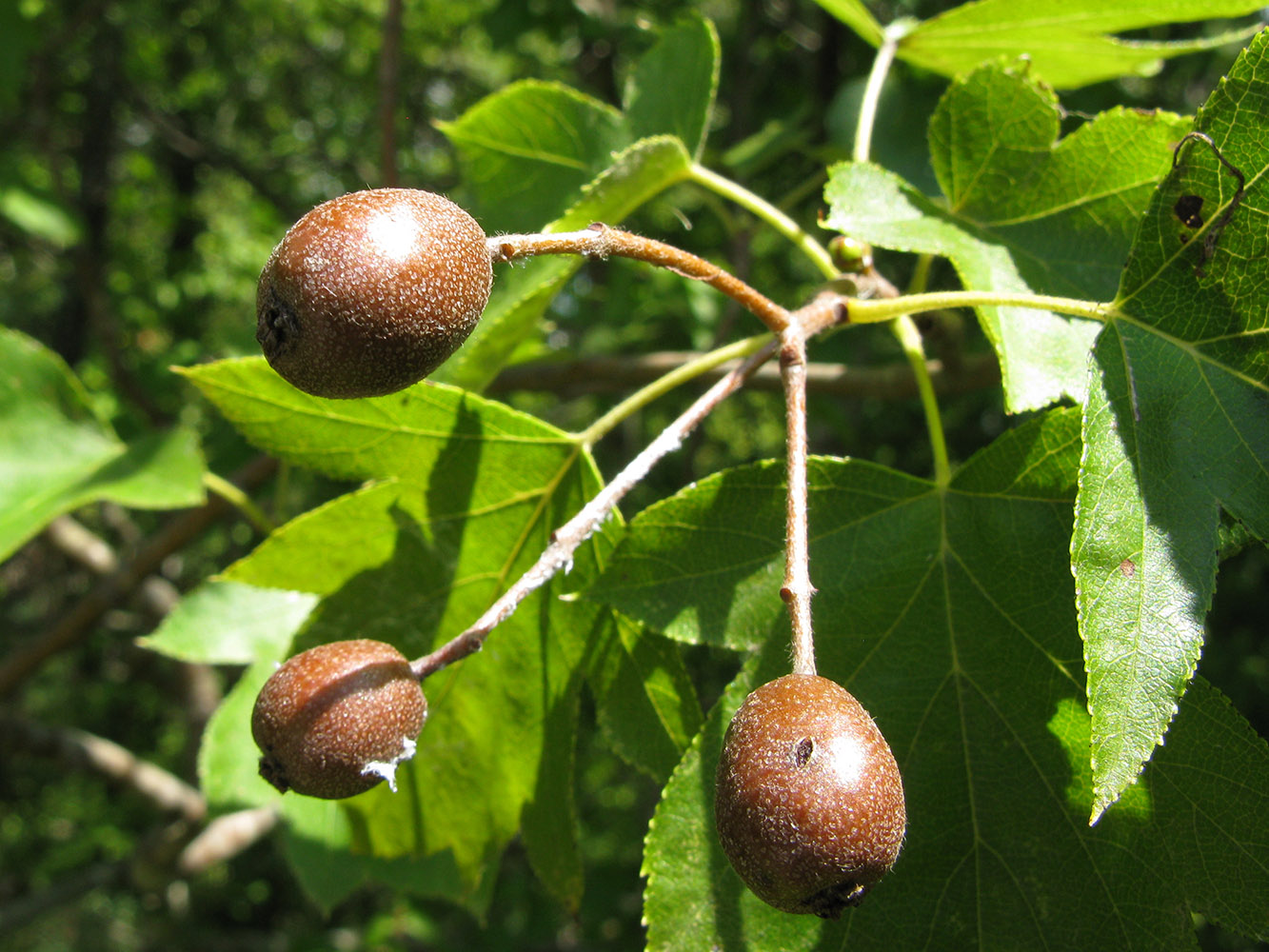 Image of Sorbus torminalis specimen.