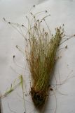 Eleocharis maximoviczii