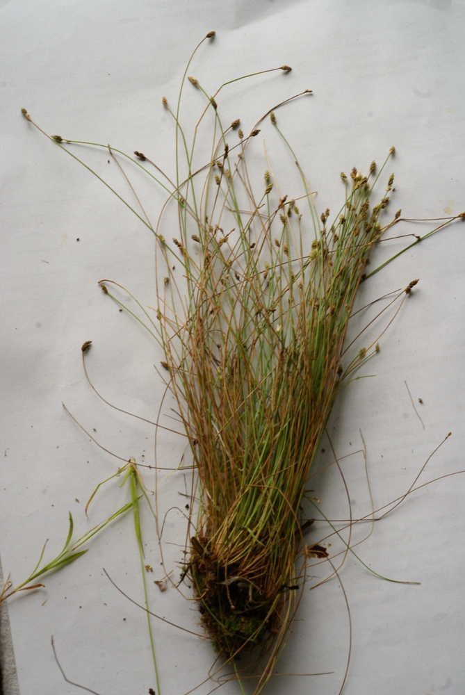 Image of Eleocharis maximoviczii specimen.