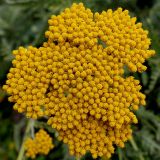 Achillea filipendulina