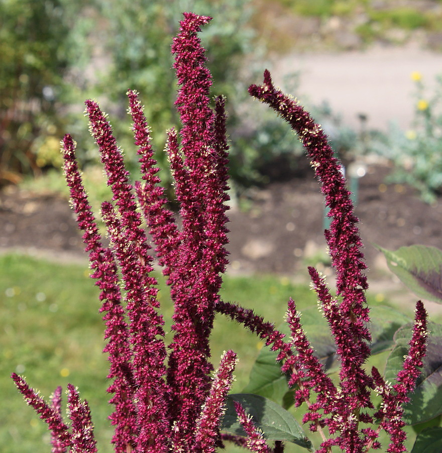 Image of Amaranthus cruentus specimen.